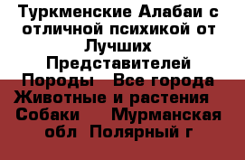 Туркменские Алабаи с отличной психикой от Лучших Представителей Породы - Все города Животные и растения » Собаки   . Мурманская обл.,Полярный г.